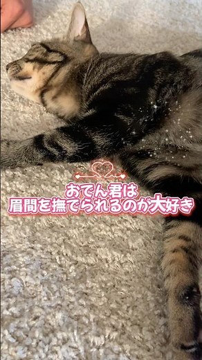 【気まぐれ】撫でさせてくれるのは今だけ？おでんくんの気まぐれタイム