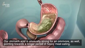 Humans Were Earth’s Apex Predators for Much Longer Than Previously Thought