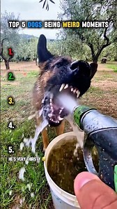 Top 5 dogs being weird moments! 😂