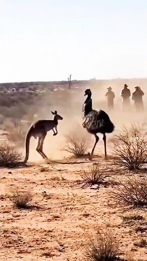 EMU VS KANGAROO The Most Unexpected Outback Fight! 🦩💥🦘