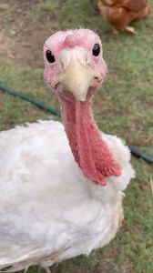 Fefe’s angry song 🎶 lol whenever she gets angry she makes this sound . 🦃 she’s cute 🥰 #backyardchickens #animallover #adsonreels #turkey #interesting #song #turkeylovers #goviral #reelsfbシ | My lovely Animals