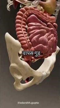 What is appendix | Anatomy and Physiology of Appendix