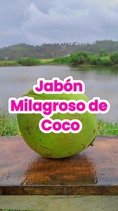 🧼✨ Jabón de Coco Casero 🥥💚 📝 Ingredientes: 🥥 500 g aceite de coco | 💧 200 ml agua destilada ⚠️ 70 g soda cáustica | 💫 10 gotas esencia de coco 🍯 1 cda miel o aceite de almendras (opcional) 👩‍🔬 Pasos: 1️⃣ Usa guantes y trabaja en un lugar ventilado. 2️⃣ Agrega soda cáustica al agua (¡nunca al revés!) y deja enfriar. 3️⃣ Derrite el aceite de coco sin hervir. 4️⃣ Mezcla con la soda y bate hasta obtener textura cremosa. 5️⃣ Añade esencia y opcionales, mezcla bien. 6️⃣ Vierte en moldes y de