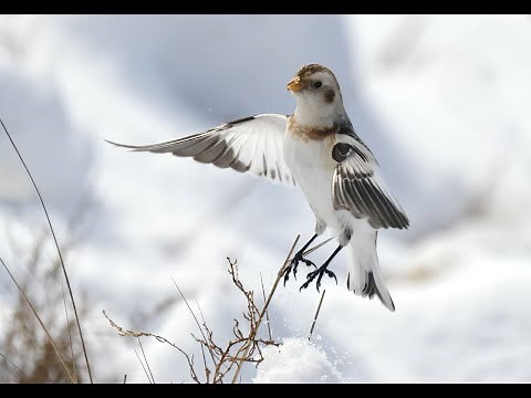 Snow Buntings