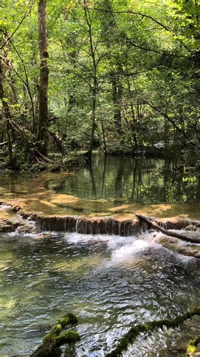 Forest scene #forest #forestryequipment #forest#bird