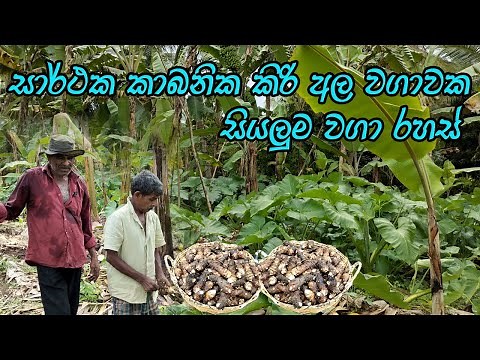 කිරිඅල වගාව මූල සිට අගදක්වා නිවැරදිව / kiri ala wagawa / kiriala wagawa sinhala