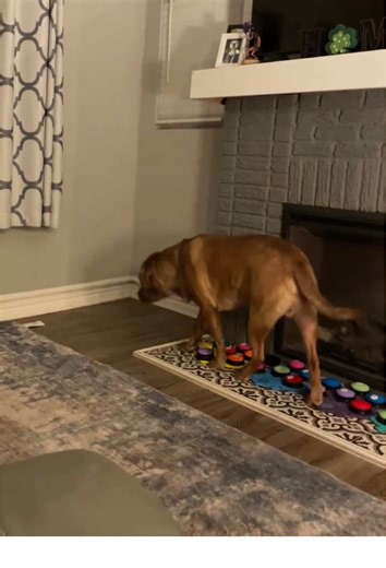 Communicate with Your Dog Using Buttons