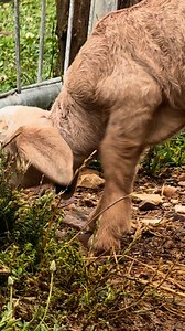 14K views · 159 reactions | Peppa and her two boys #peppagoat #goldngoats #rangelands | Gold’n’Goats | Facebook