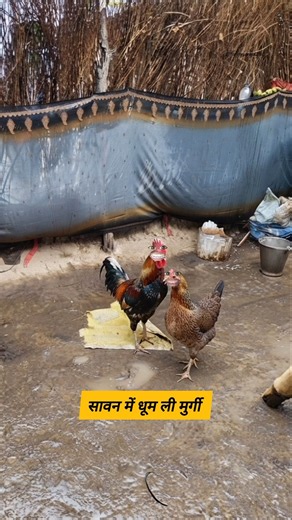 सावन में धूम ली मुर्गी #funny #thetharpuns #funnymunna #comedy