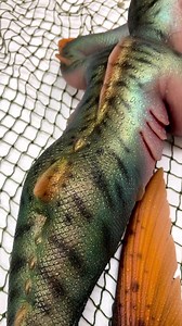 2.4K views · 63 reactions | Absolutely stunning silicone paint job on this mermaid doll made and designed by @dmitry.arts! Cast using Ecoflex™ series platinum silicone rubber. https://www.smooth-on.com/product-line/ecoflex/ #smoothon #smoothonproducts #ecoflex #silicone #siliconedoll #mermaid #merman #siliconemermaid #siliconemermaidtail #rebornmermaid #merbaby | Smooth-On | Facebook