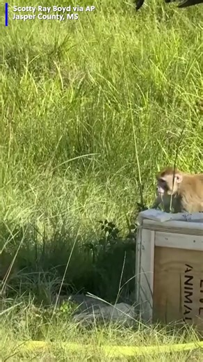 Video shows several monkeys along a Mississippi highway after the truck they were on overturned. Authorities are still searching for three monkeys that escaped. tinyurl.com/52cdx48k | WBRC 6 News