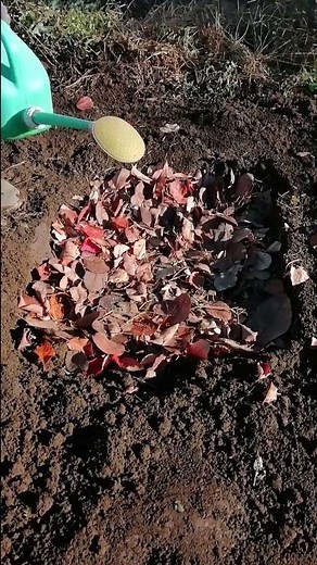Free and Easy Fallen Leaf Compost