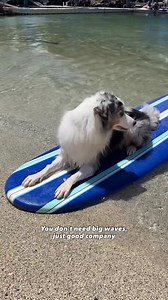 Freyja and the dolphins - relationships that keep on growing in our pup friendly big island workplace! Make sure to follow @Freyjaussie on IG! https://www.instagram.com/freyjaussie | Dolphin Quest