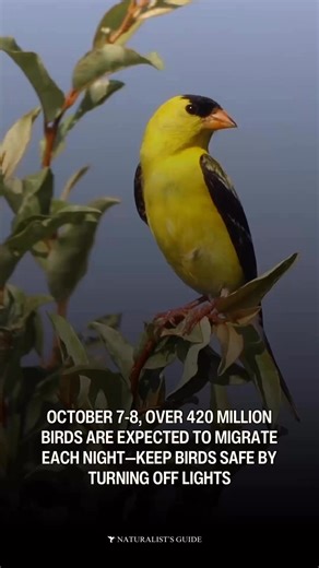 Bird alert!! 🧳 On October 7, about 435 million birds are expected to migrate South. With 420 million predicted for the night of October 8 and 316 million for October 9. 🕊️ Help keep birds safe by turning off all non-essential lighting tonight. ⚡️ Bright lights can be disorienting to nocturnally migrating birds—causing them to crash. 🦜 Each year, up to a billion birds are lost to colliding with buildings and windows. ‼️ Tips to help the birds from BirdCast.info: - Turn off non-essential lights