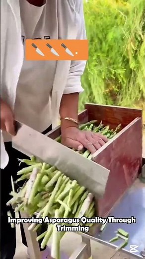 Improving Asparagus Quality Through Trimming