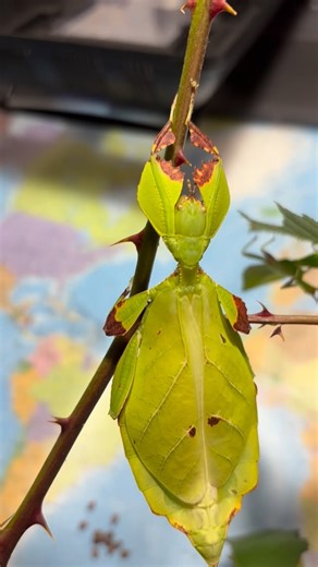Jiří Švejdar on Instagram: "Adult female and Subadult males of Phyllium mabantai Davao de Oro 🇵🇭🍫 #phasmatodea #leafinsect #phyllium #phylliidae"