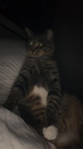 #catsoftiktok #fatcat #snacks | Cats Of TikTok