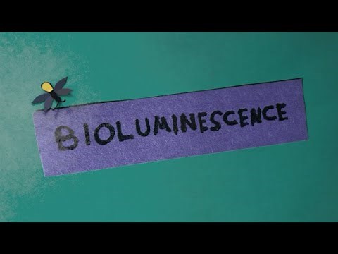 Bioluminescence and Luciferase