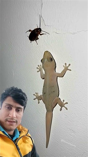 Lizard Calling | Tiktiki | #lizard #টিকটিকি #shorts #lizardsound