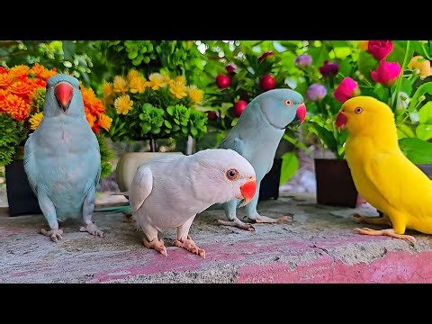Talking Birds Compilation