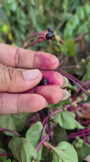 The ripe fruits of Basella alba (Malabar spinach) are beneficial. #plant #herb