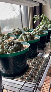 48K views · 1.8K reactions | Growing Peyote Legally. | Sacred Buttons | Facebook