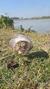 6.5M views · 29K reactions | মাছের ডিগবাজি  #fishing #fishingislife #rellsfacebook #fb #fishinglife #bigfish #reals #fish | Unity Farm | Facebook