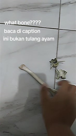 Meneliti Tulang Misterius di Lapangan Quadrobic