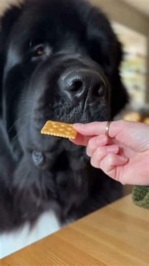 That guilty giant dog look… I can’t! 😂❤️ #aiart #funny #viralvideo