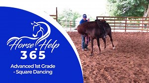 2.9K views · 41 reactions |  Horse Help 365 - Daily Horse Training...