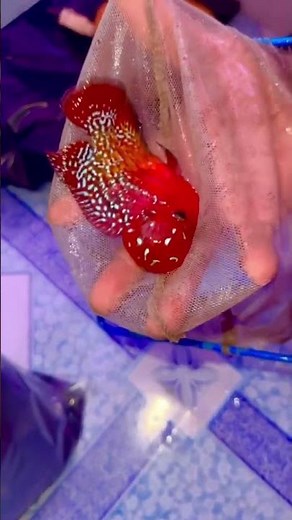 Beautiful super red kamfa flowerhorn