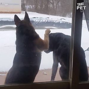 2.5M views · 20K reactions | There are 2 types of doggos in this world: those who refuse to stick their paws in snow, and those who love nothing better than shoving their faces in huge drifts for a refreshing snow facial. | Animal Tales | Facebook