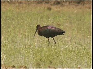 Ibis falcinelle - Glossy Ibis -Brauner Sichler ( Ciconiiformes )