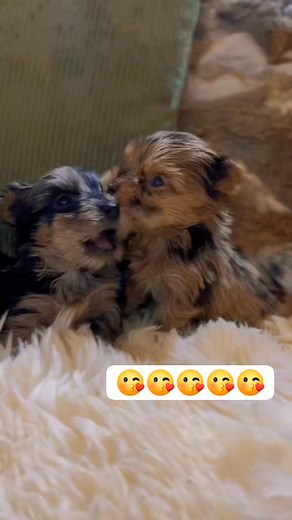 148K views · 7.8K reactions | So Cute Yorkie Puppies  #yorkie #yorkiepuppy #yorkshireterrier #yorkiepuppies #yorkiesofinstagram #yorkiepuppies #yorkielove | I Love Yorkshire Terrier | Facebook