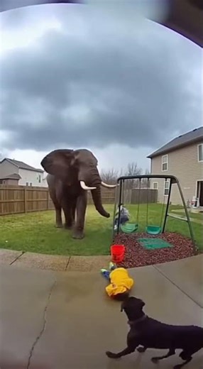 African Elephant Shows Power in Yard #scarymoments #viralvideo #shortvideo
