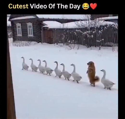 Trippy Travels! on Instagram: "DM For clip credit/removal The video captures a small dog confidently walking ahead in the snow while a perfectly aligned group of geese follows closely behind, creating an unexpectedly orderly and humorous scene. Posted by @ pawprintsdaily on January 16, 2026, the clip quickly gained traction, crossing 860K views, with 36.8K likes, 4,741 reposts, 332 quotes, and nearly 3,000 bookmarks as viewers replayed the moment in disbelief. At first glance, many assumed the f