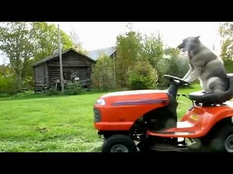 Cool dog mowing lawn