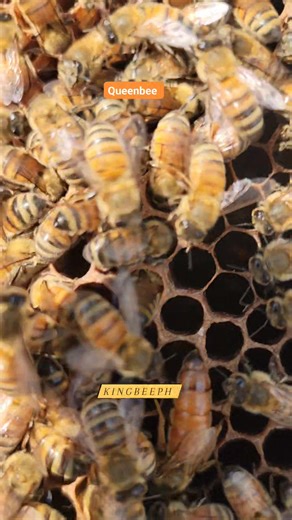 19 reactions | Take a look how queenbee works in the beehive. #honeybees #beefarm #agriculture #beekeeping | King Bee PH | Facebook