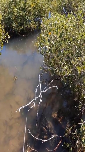 (20) - Survive with Field Days#travel #camping #survivalhacks