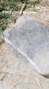 8.8K views · 59 reactions | Releasing an 11 ft Python | Boss LAR Channel | Facebook