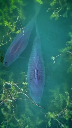 I could watch fish all day and carp are pretty sweet fish to watch. A lot of the lake is super deep puts it’s balanced out with the shallow bays the weedy bar in the middle. If you want to book this old lake for ya self and ya mates. Drop a comment or slip in to the DMs. #fish #drone #carp #outdoors #angling