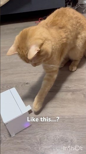 New interactive cat toy project. (Like useless box) 🎁😗