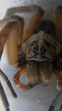 How Do Wolf Spiders Camouflage Themselves | Tell Me Why