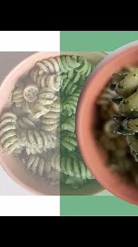 Spinach Pesto Pasta – Quick and easy pesto recipe