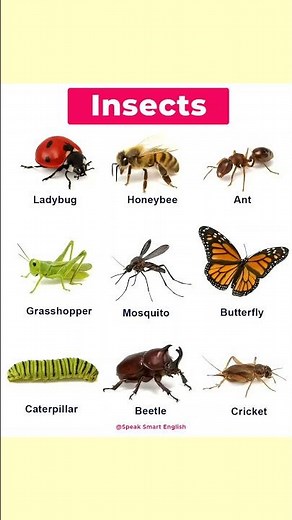 Insect 🐝🦋 vocabulary. Insect name. #english #englishlanguage #englishgrammar