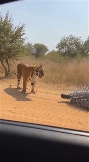 🐅 TIGER vs SPIKE SUIT! Bloody Mouth Encounter! 【戦慄】猛虎の誤算！銀色のトゲの鎧を噛んでしまい流血するトラ