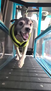 The gallop is the fastest animal gait, and involves all 4 paws being briefly off the ground. The longer all 4 paws are off the ground together, the faster speeds the animal can reach. Can you see when all 4 paws are off the ground? #rundawg #mobiledoggym #dawgsquad | Run Dawg