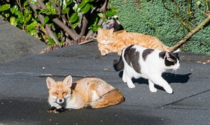 Gardening expert gives tips on deterring pets and pests