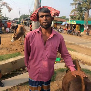 160K views · 3.4K reactions | Cow Market Bangladesh | Alfred Basumatary | Facebook