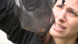 DC grassroots effort aims to reduce mosquito population without the use of pesticides